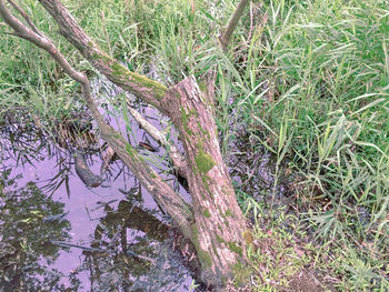 High angle view of trees growing on field