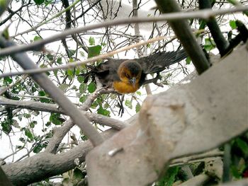 Low angle view of birds perching on branch