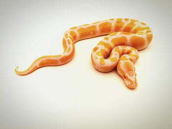 High angle view of bread on white background