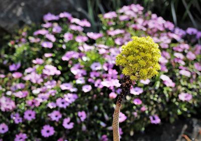 Close-up of purple flowering plant
