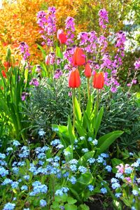 Close-up of purple flowers