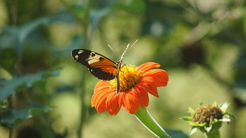 Close-up of butterfly pollinating on flower