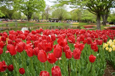 A field of red tulips with a pond in a tokyo park