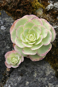 Close-up of succulent plant