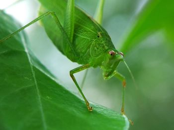 Close-up of insect on plant