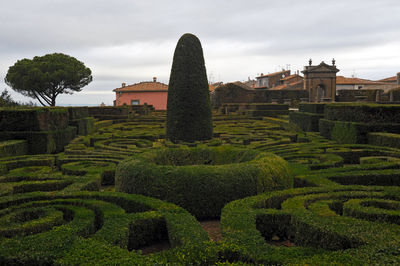 Trees and plants in garden against sky