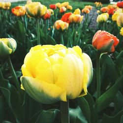 Close-up of yellow flowering plant