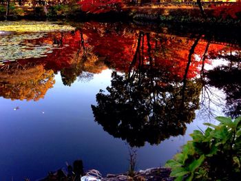 Reflection of trees in water