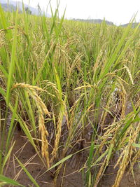 Close-up of crops growing on field