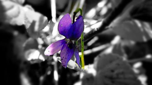 Close-up of purple flowers blooming