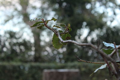 Close-up of plant against white background