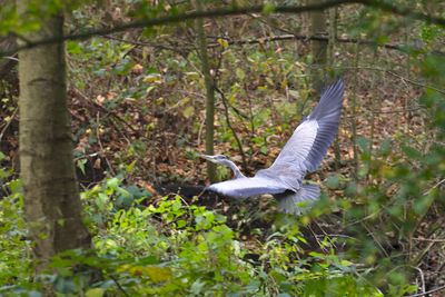 View of a bird flying in forest