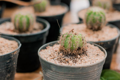 Close-up of potted plant