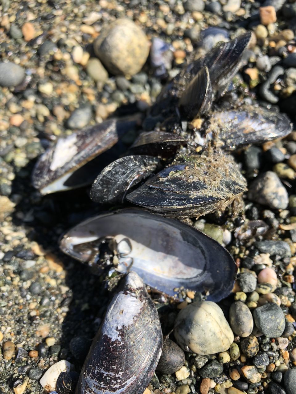 CLOSE-UP OF SHELL ON ROCK