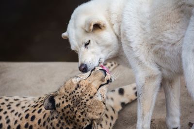 Cheetah and wolf in zoo