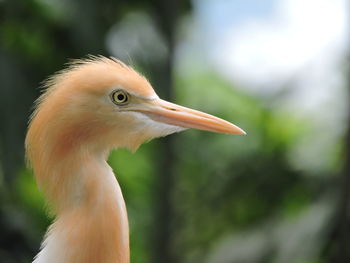 Close-up of a bird looking away