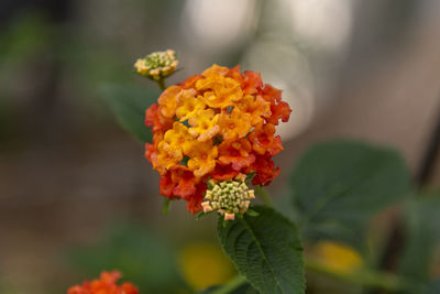 Close-up of flowering plant