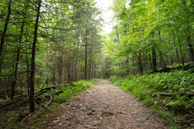 A small stone trail in the green woodlands of the mid summer.