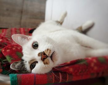 Close-up of cat looking away