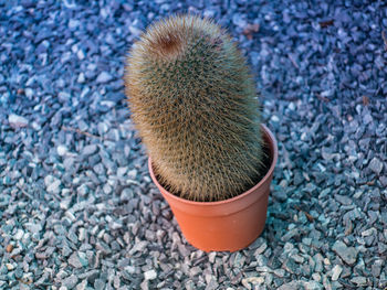 High angle view of cactus