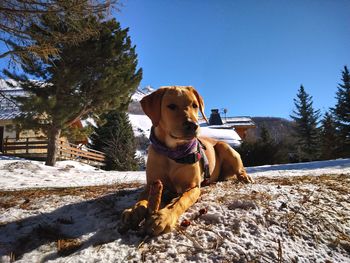 Full length of a dog standing on snow covered landscape