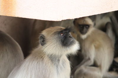 Close-up of monkey