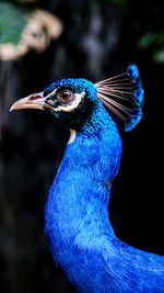 Close-up of peacock