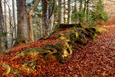 Trees in forest during autumn