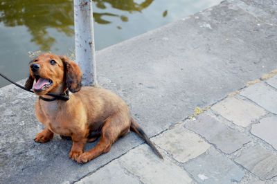 High angle view of dog looking away on footpath