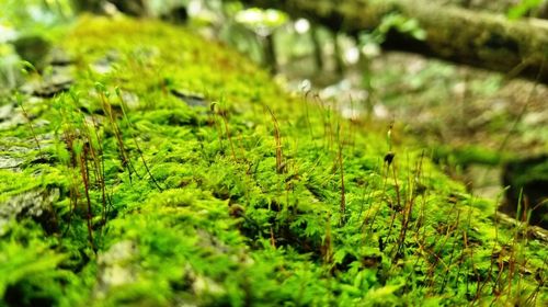 Close-up of grass in forest