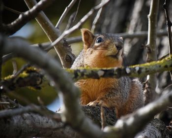 Close-up of squirrel on branch