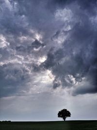 Trees on field against sky