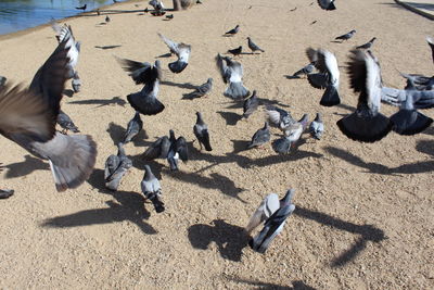 High angle view of flock of birds on sand