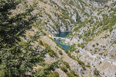 High angle view of trees in forest