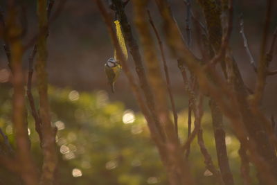 Bird perching on a tree