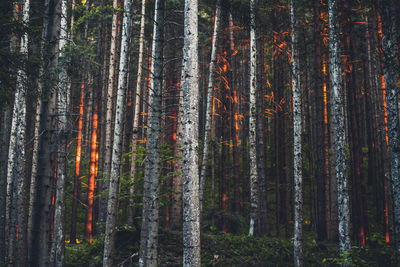 Trees in forest