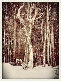 Snow covered trees in forest