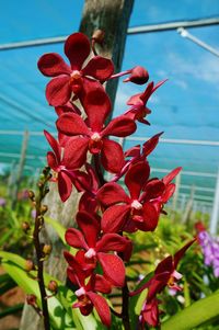 Close-up of red flowers growing on plant