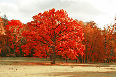 View of autumnal trees against the sky