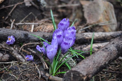 Close-up of purple crocus blooming on field