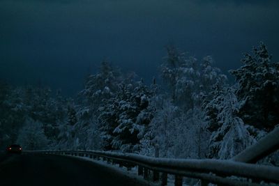 Road along trees