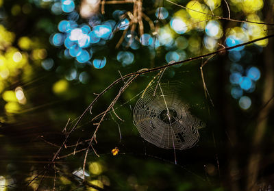 Close-up of spider on web