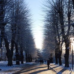 Road passing through trees