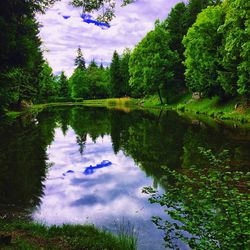 Reflection of trees in lake