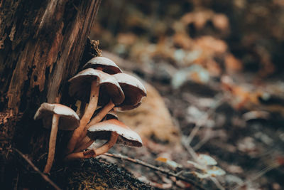Close-up of mushrooms growing on field