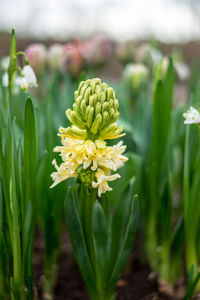 Close-up of yellow flowering plant