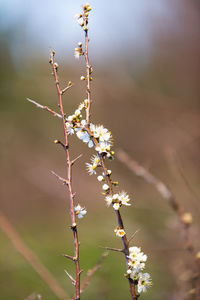 Close-up of cherry blossoms in spring