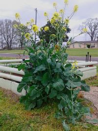 Plants growing on a tree