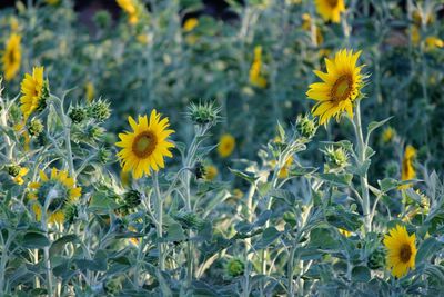 Close-up of yellow flowering plant on field