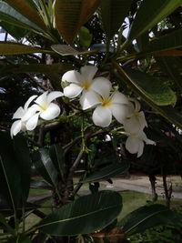 Close-up of white flowering plant